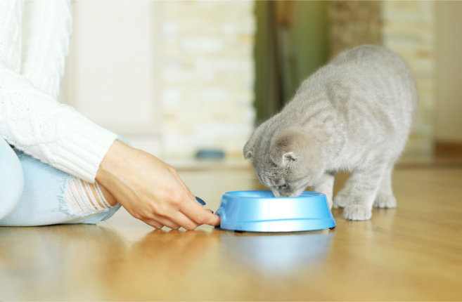 medication-administration-strategies-for-pets