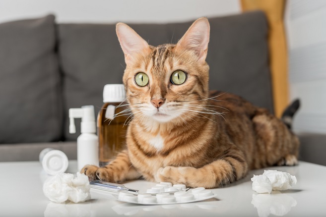pet-medication-safety-tips-and-practices